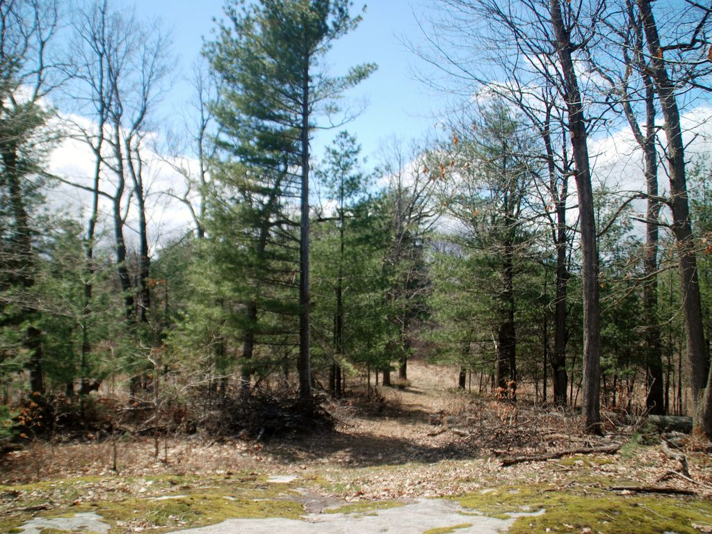 The hiking trail you may see deer, turkey and the Bald Eagle